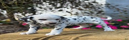 Dalmatian dogs for sale: Monroe - Ad 2