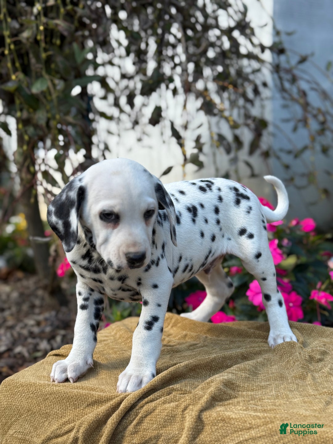 Dalmatian dogs for sale: Monroe - Ad 2