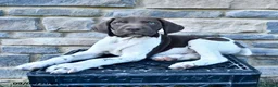 German Shorthaired Pointer dogs for sale: Arnold - Ad 3