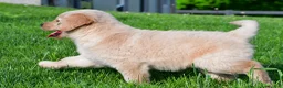 Golden Retriever dogs for sale: Leo - Ad 10