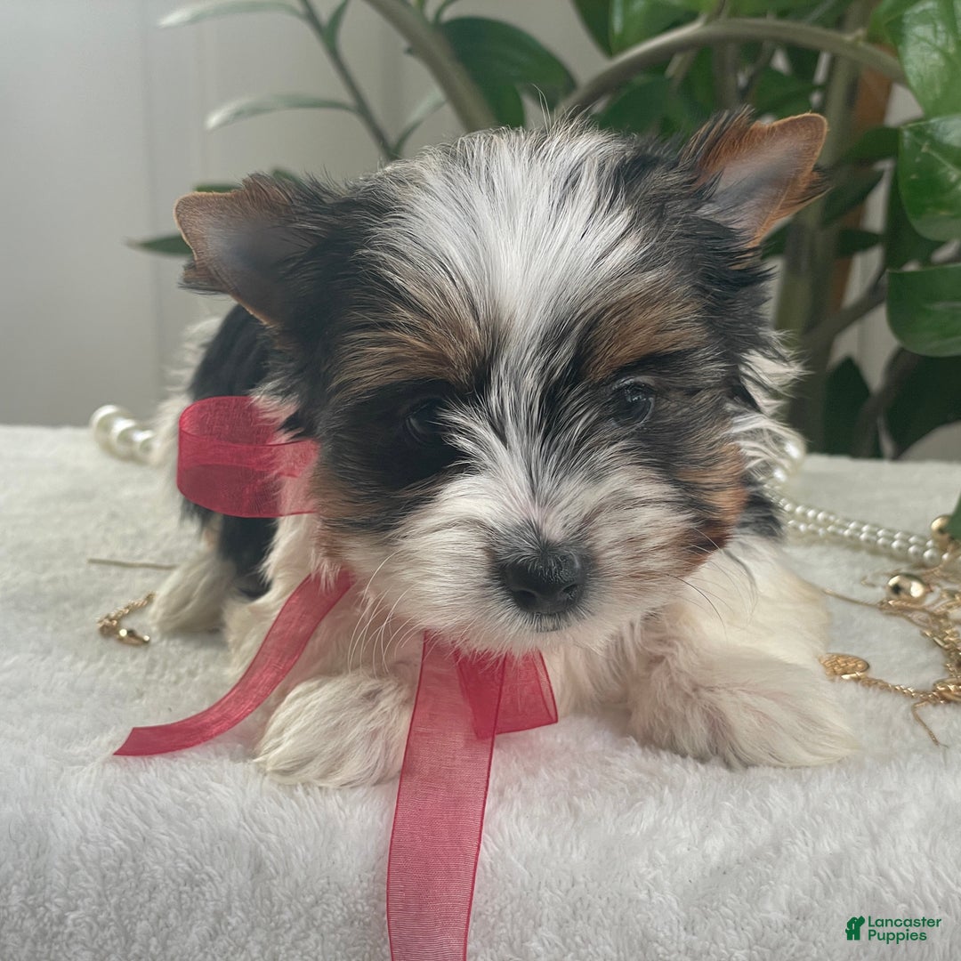 Biewer Terrier dogs for sale: Tilly - Ad 6