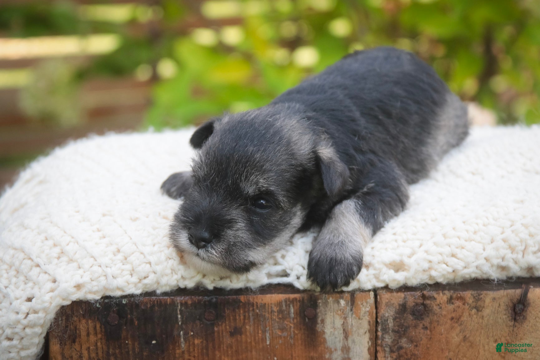 Miniature Schnauzer dogs Georgia Miniature Schnauzer - Ad 2