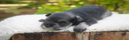 Miniature Schnauzer dogs for sale: Georgia Miniature Schnauzer - Ad 2