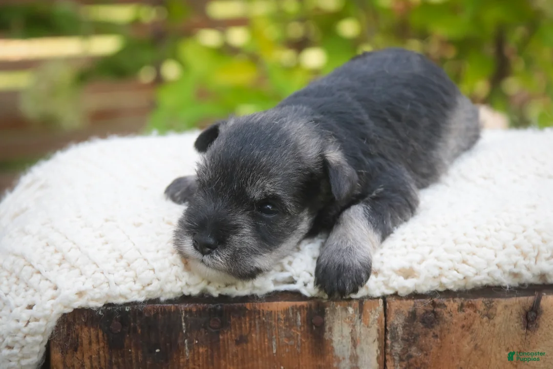 Miniature Schnauzer dogs for sale: Georgia Miniature Schnauzer - Ad 2