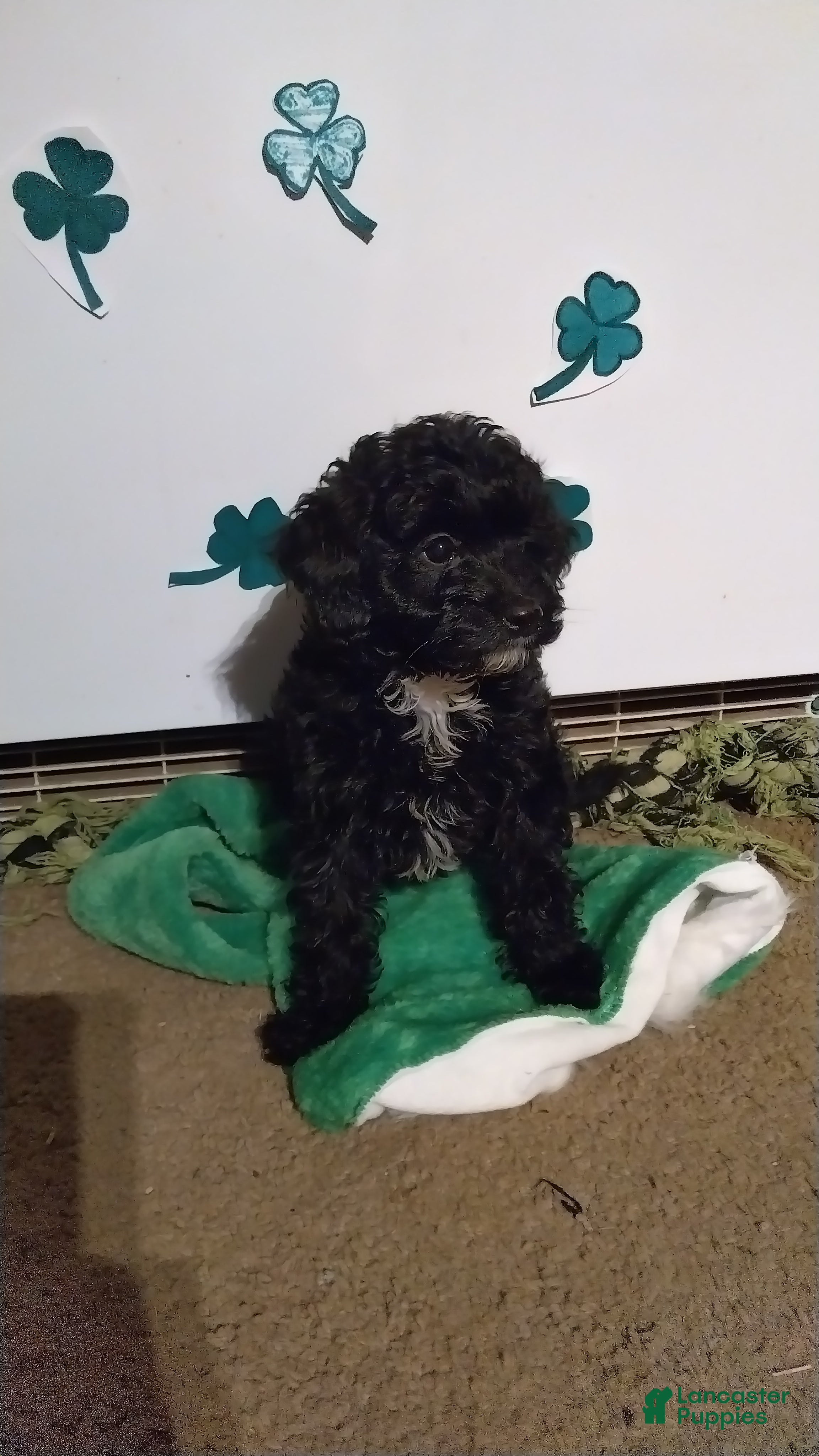 Cavapoochon dogs Bella - Ad 2