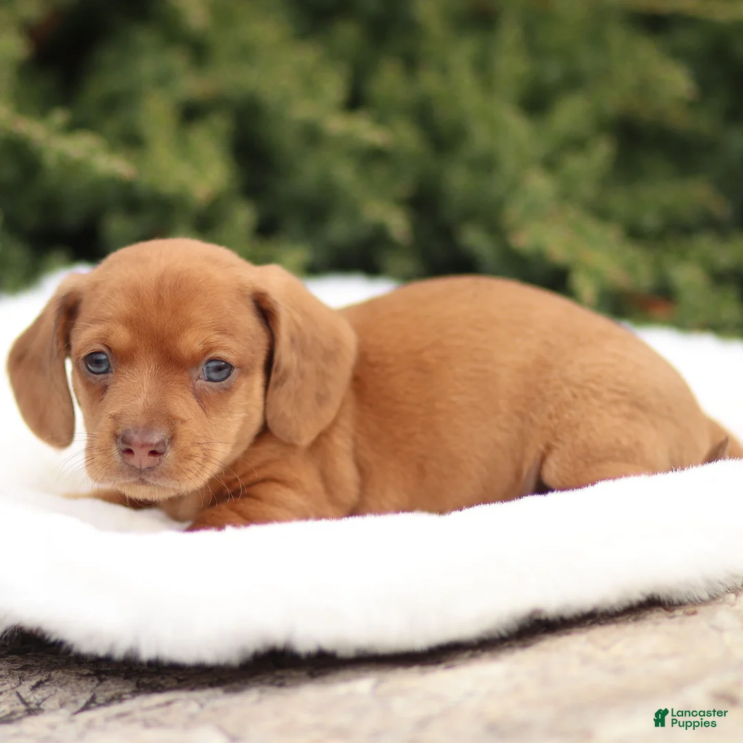 Dachshund dogs for sale: Harley - Ad 11