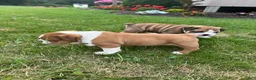 English Bulldog dogs for sale: Bella - Ad 4