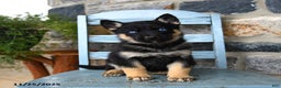 Gerberian Shepsky dogs for sale: Pierce - Ad 5