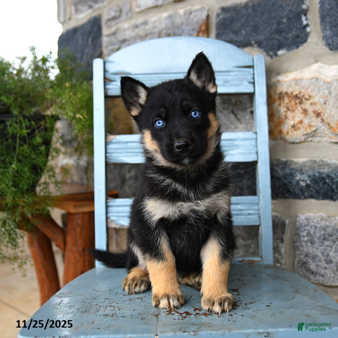 Gerberian Shepsky dogs for sale: Pierce - Ad 5