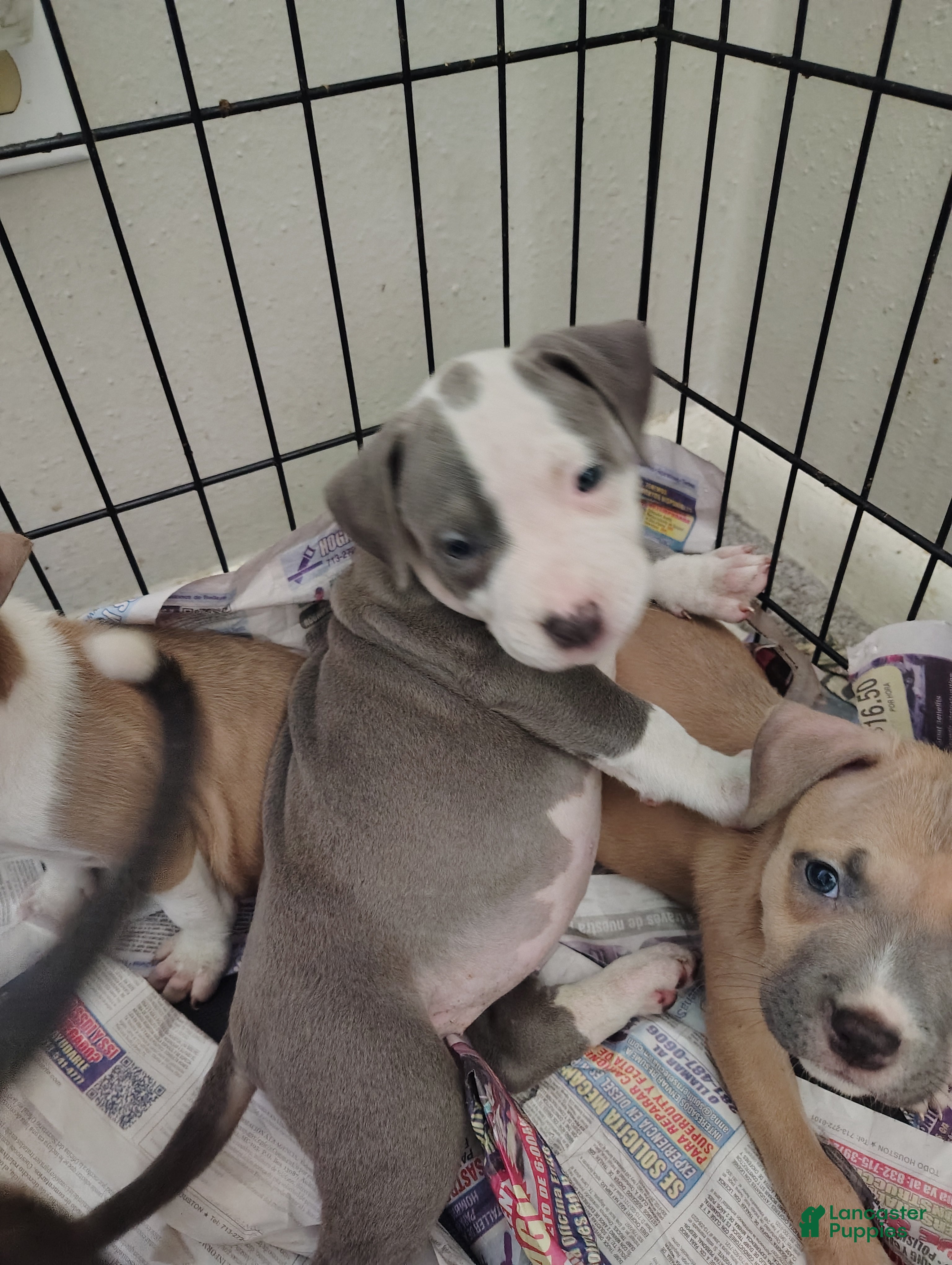 American Pit Bull Terrier dogs American Pit Bull Terrier Puppy 3 - Ad 1