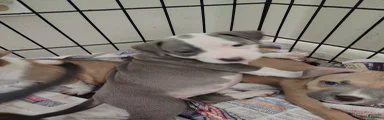 American Pit Bull Terrier Puppy 3