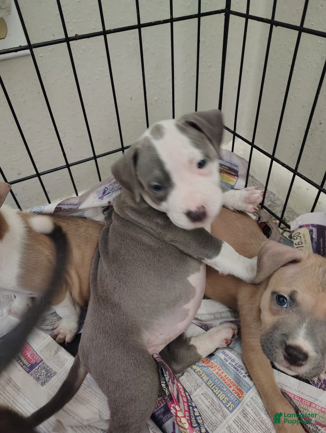 American Pit Bull Terrier dogs for sale: American Pit Bull Terrier Puppy 3 - Ad 1
