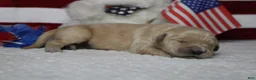 Golden Retriever dogs for sale: Challah - Ad 7