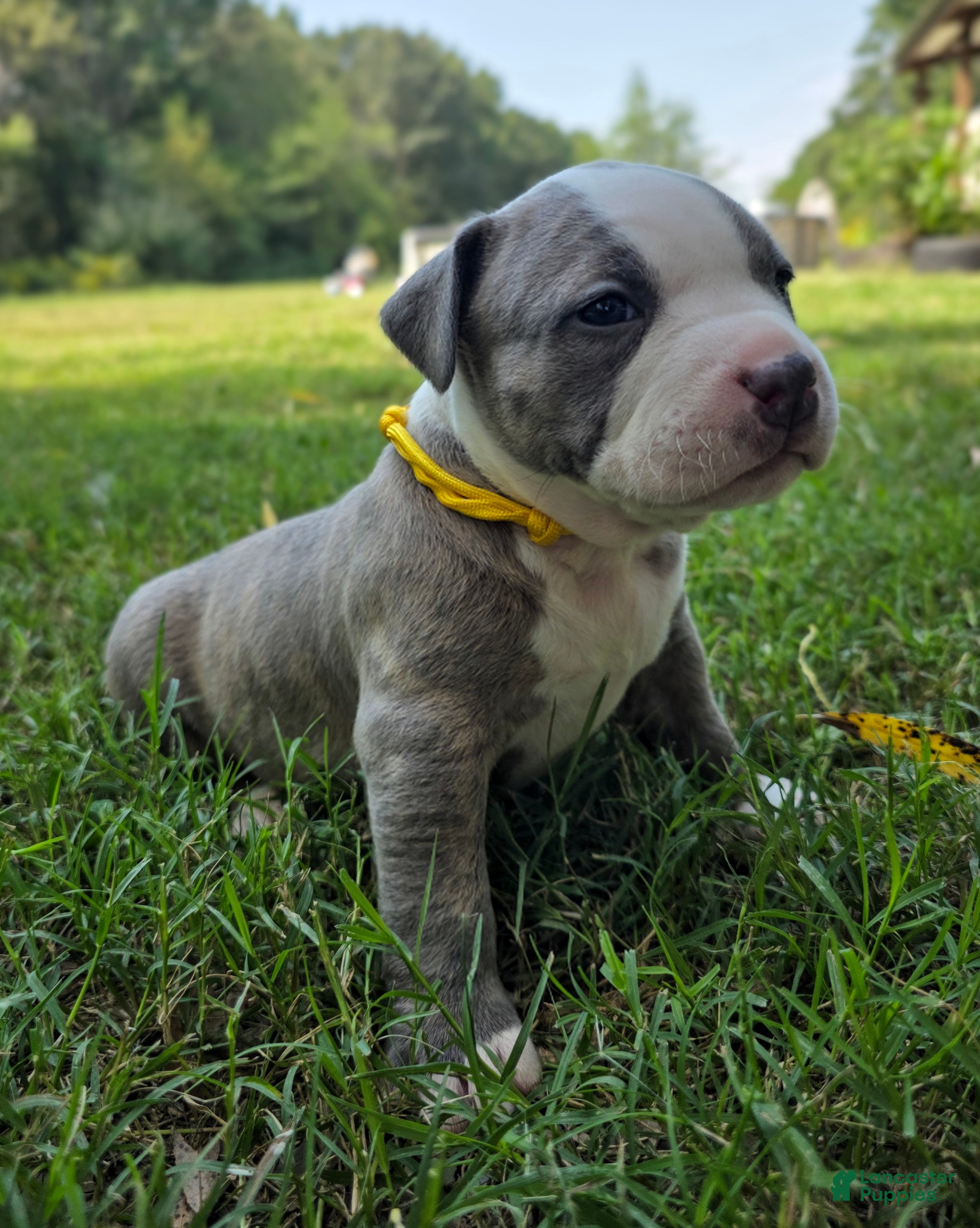 American Bully dogs American Bully 5 - Ad 41