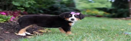 Bernese Mountain Dog dogs for sale: Scarlett - Ad 4