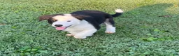 Mixed Breed dogs for sale: Louie - Ad 5