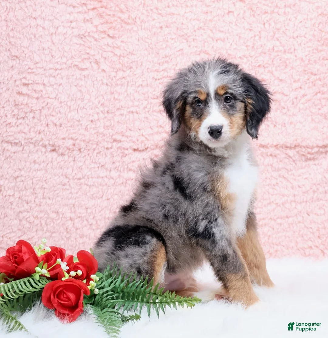 Mini Bernedoodle dogs for sale: Bingo - Ad 3