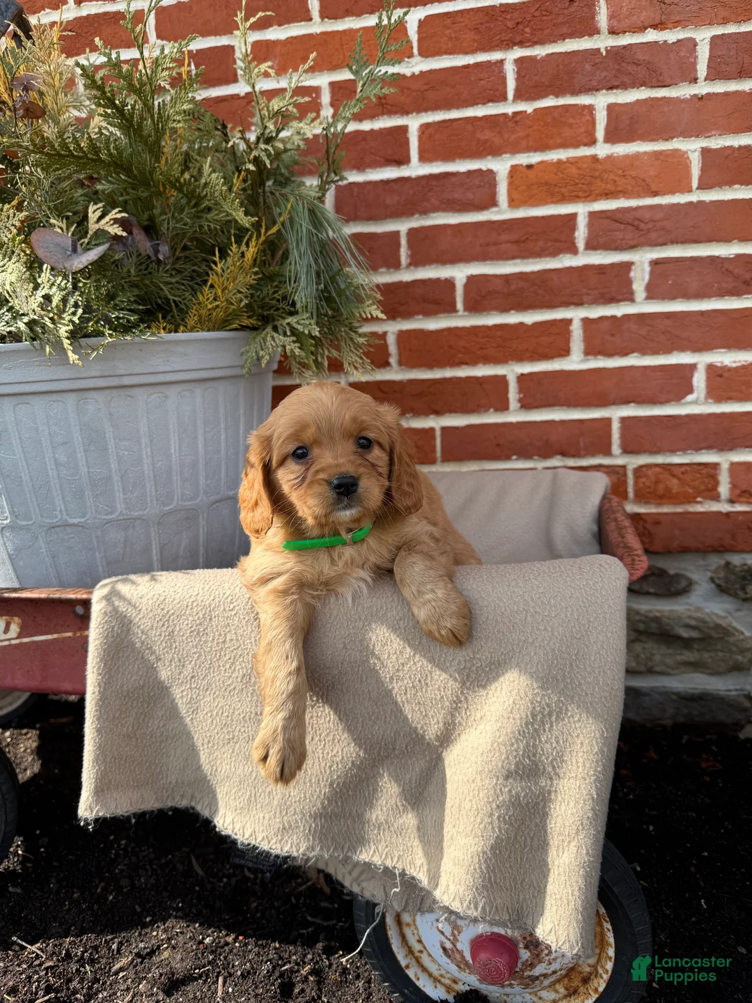 Miniature Golden Retriever dogs for sale: Miniature Golden Retriever Puppy 7 - Ad 6