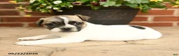 Jug dogs for sale: Buddy - Ad 2