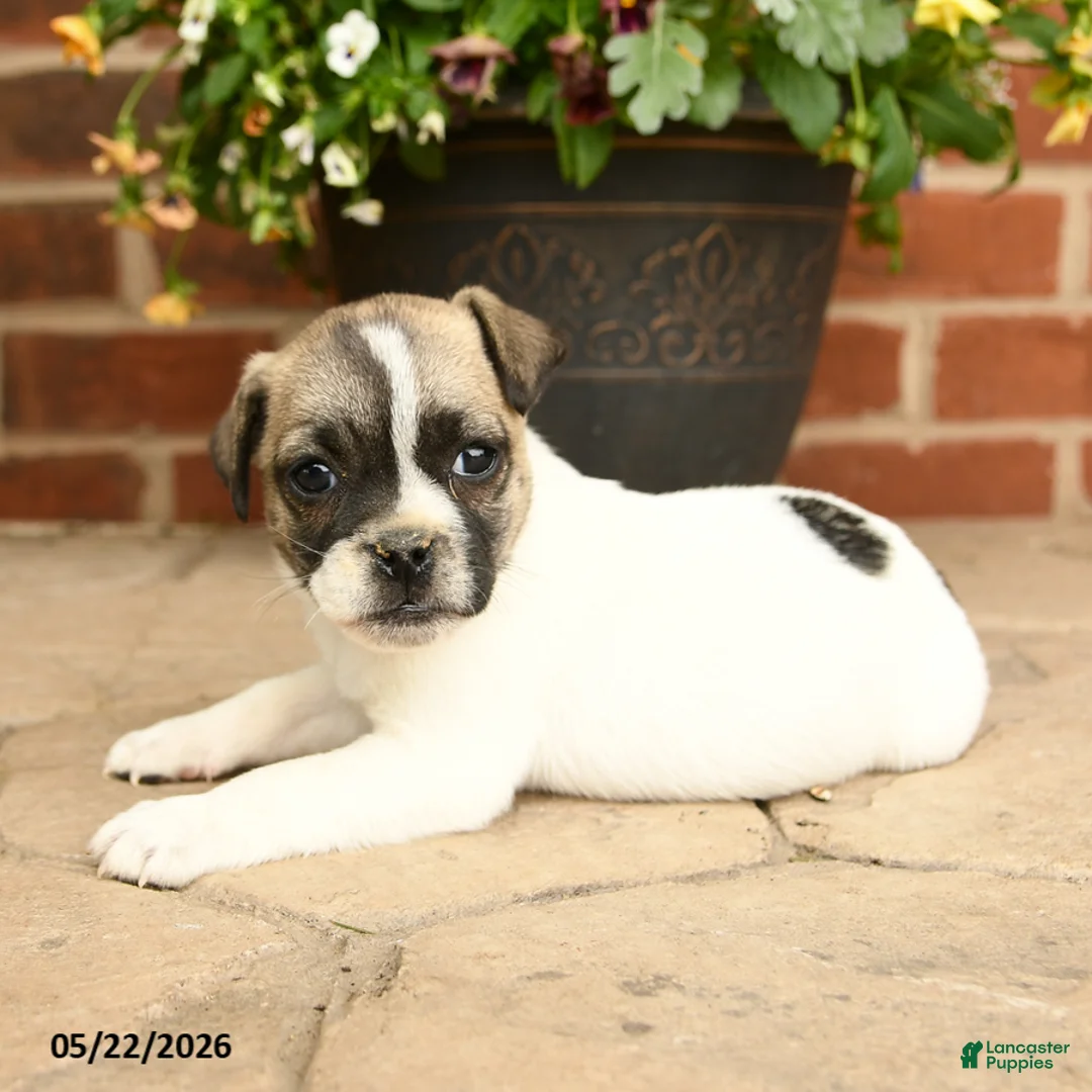 Jug dogs for sale: Buddy - Ad 2