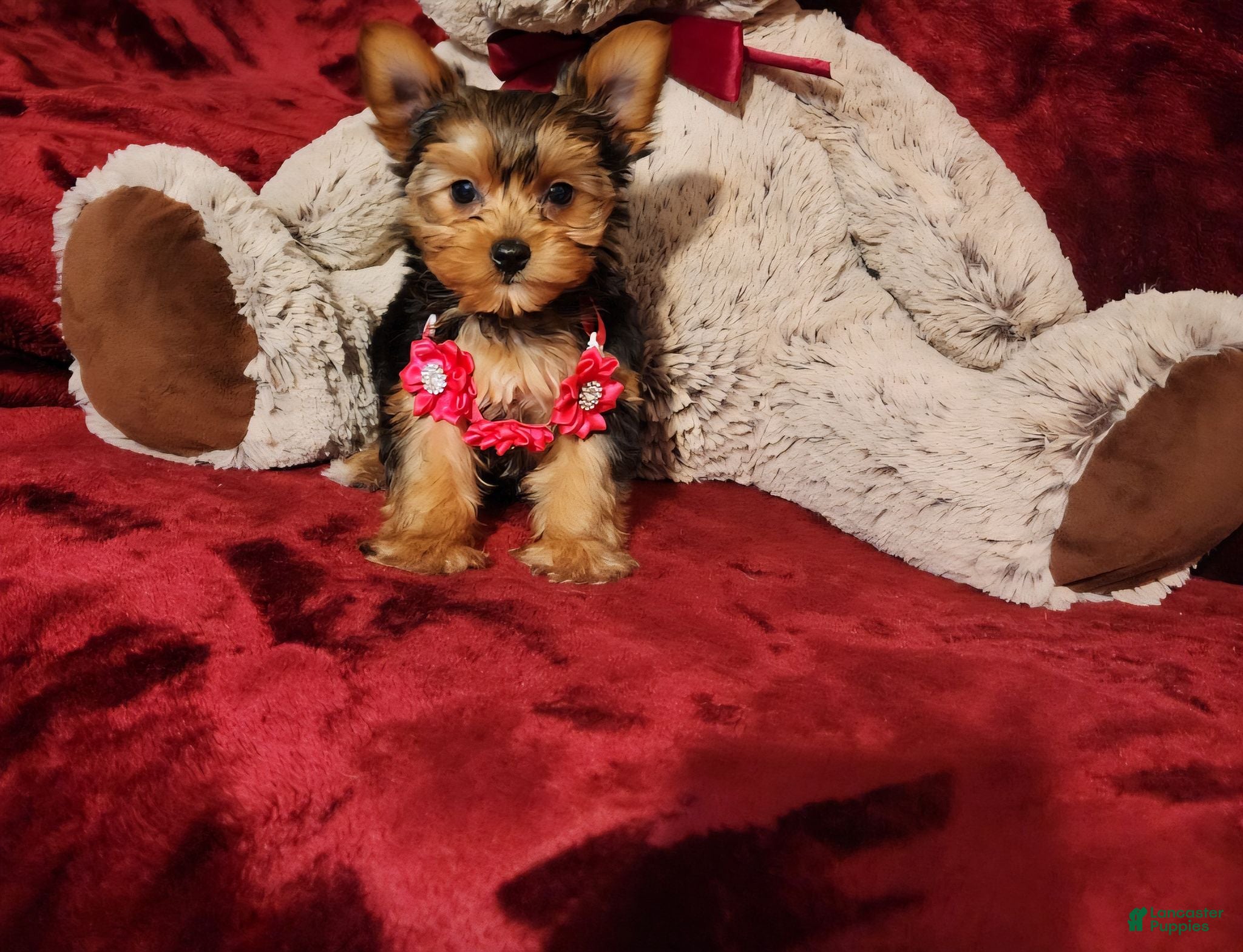 Yorkshire Terrier dogs PIPPA - Ad 35
