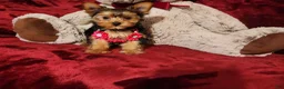 Yorkshire Terrier dogs for sale: PIPPA - Ad 1