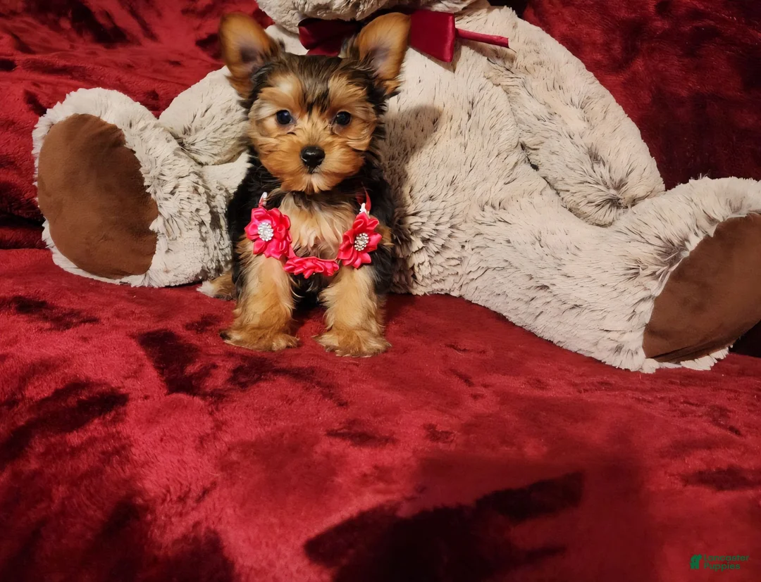Yorkshire Terrier dogs for sale: PIPPA - Ad 1