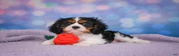 Cavalier King Charles Spaniel dogs for sale: Abel - Ad 7