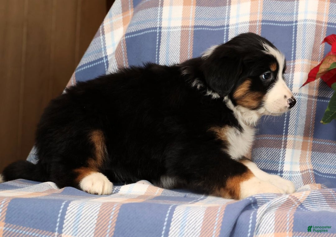 Australian Shepherd dogs for sale: Sandy - Ad 5