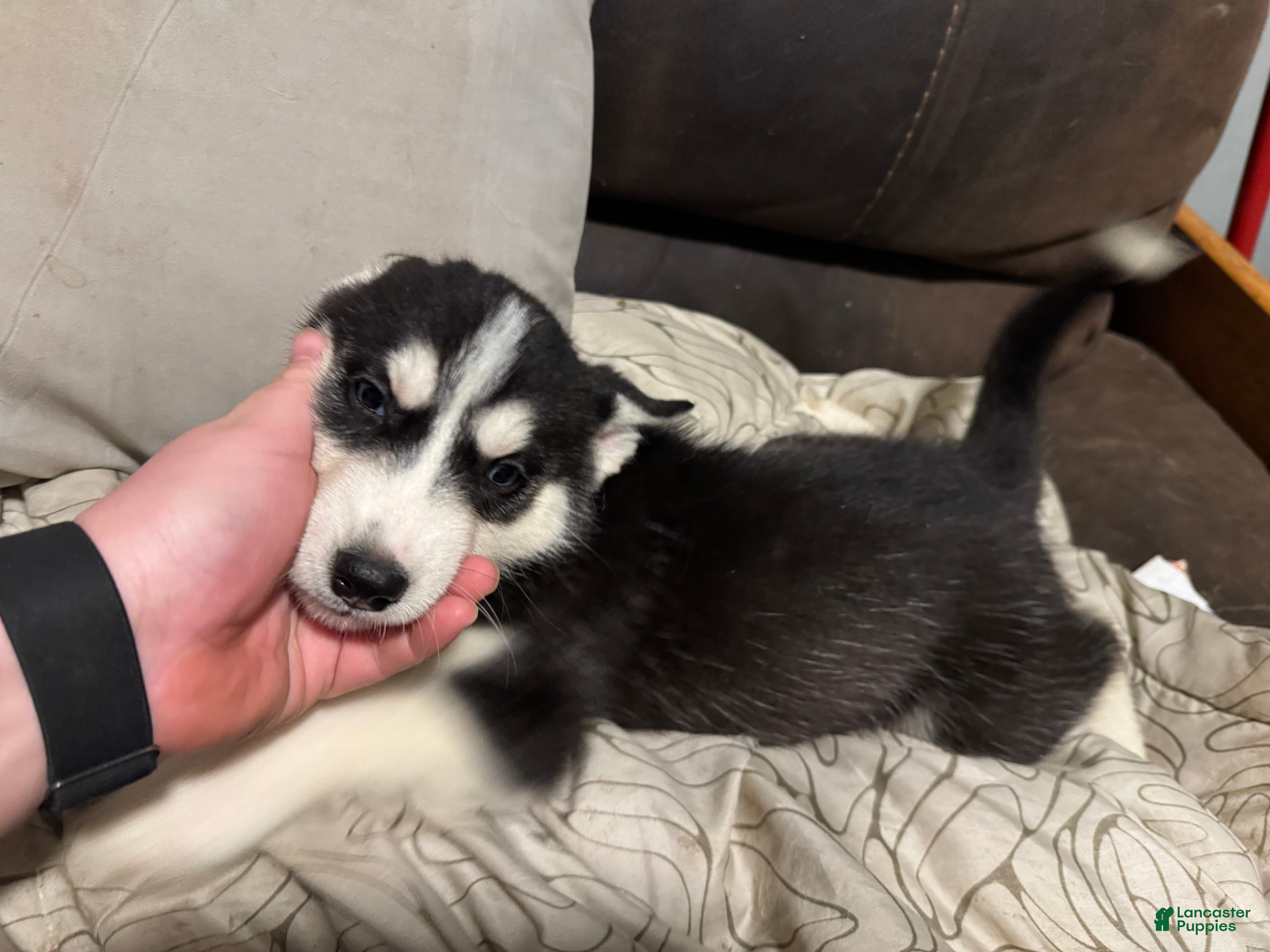Siberian Husky dogs  Yellow  - Ad 25