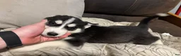 Siberian Husky dogs for sale:  Yellow  - Ad 1
