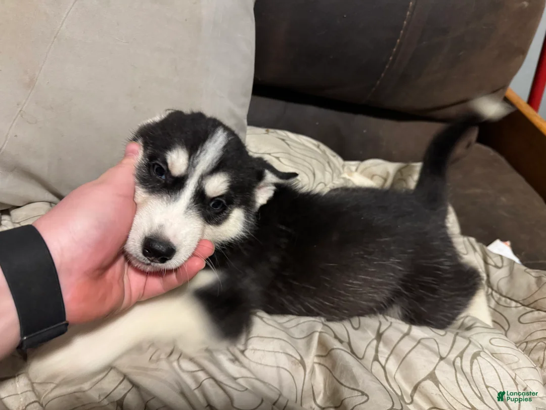 Siberian Husky dogs for sale:  Yellow  - Ad 1