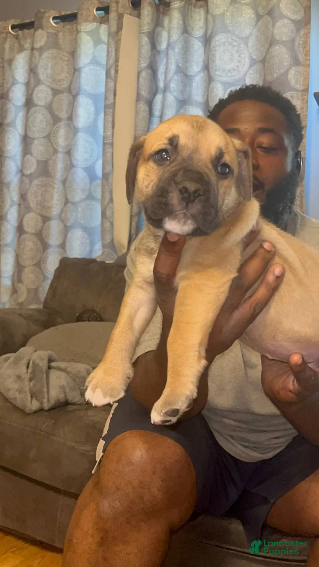 Mixed Breed dogs for sale: Big Boi - Ad 2