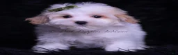 Maltipoo dogs for sale: Miso - Ad 2
