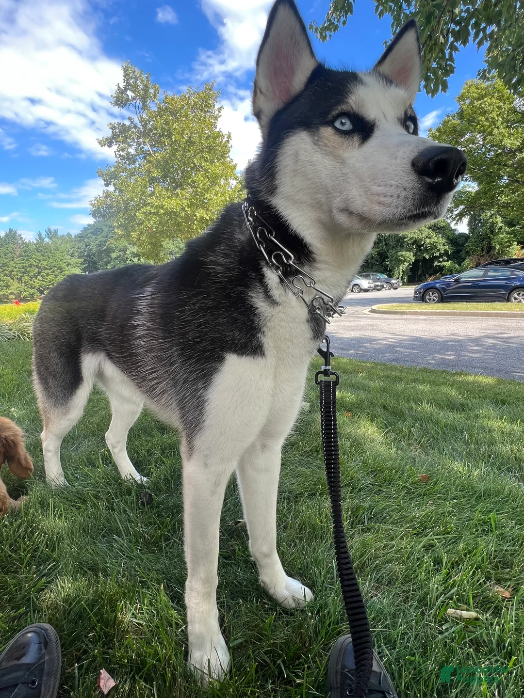 Siberian Husky dogs for sale: Siberian Husky Puppy 1 - Ad 3