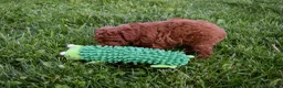 Miniature Poodle dogs for sale: Dustin 💕🐶 - Ad 10