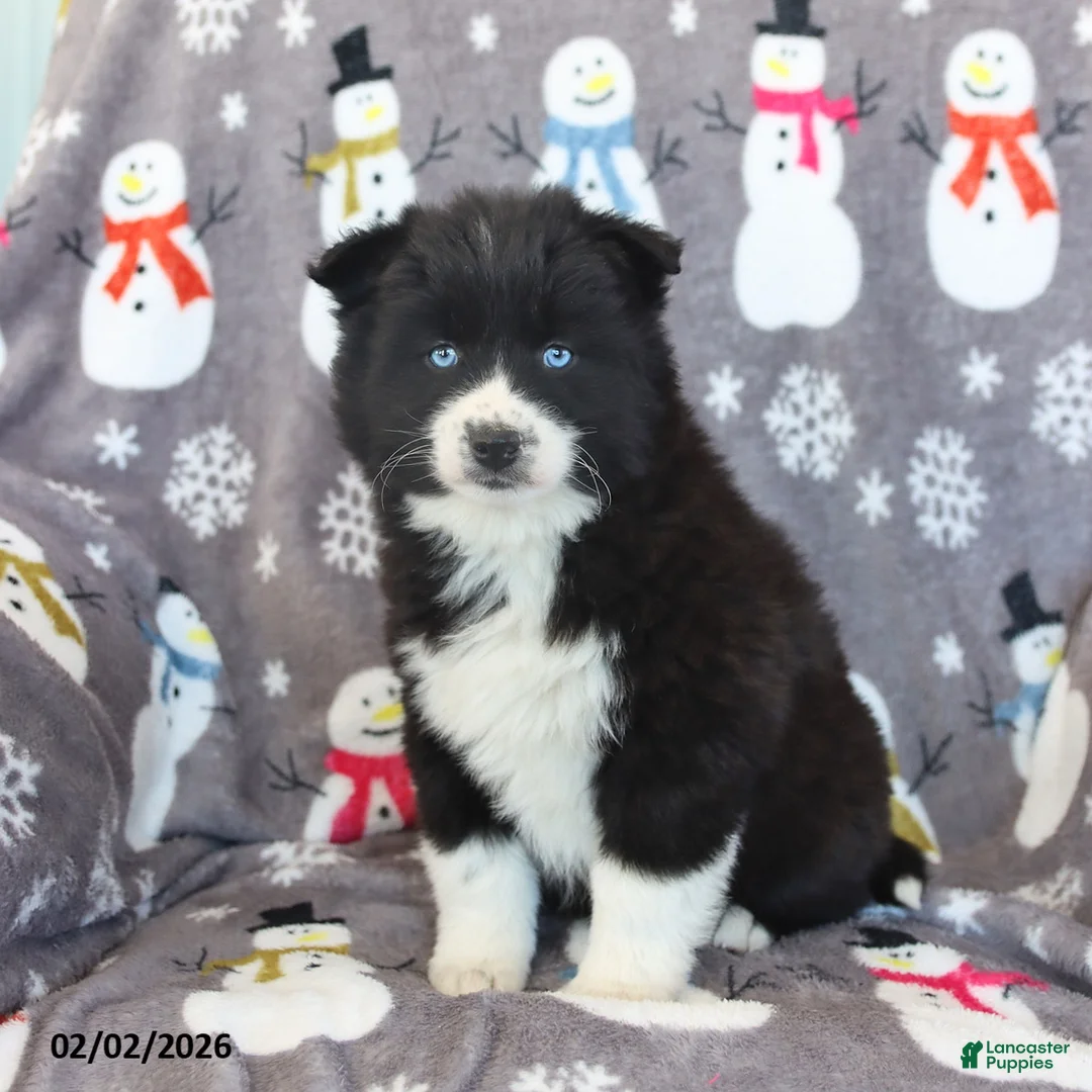 Pomsky dogs for sale: Bella   - Ad 4