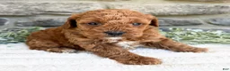 Toy Poodle dogs for sale: Coco - Ad 3