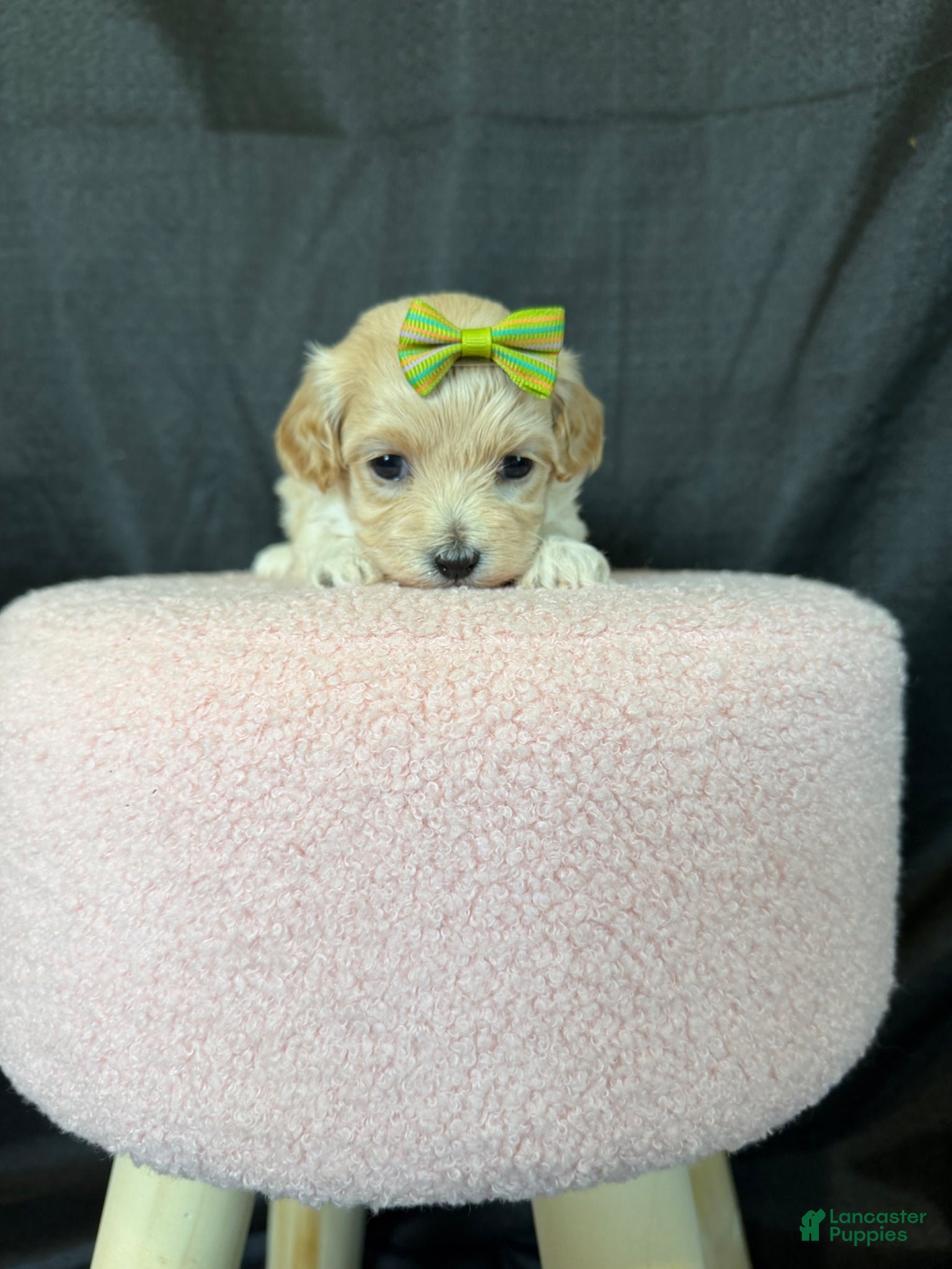 Maltipoo dogs for sale: Barbies Maltipoo Girl! Green Bow 💚 - Ad 5