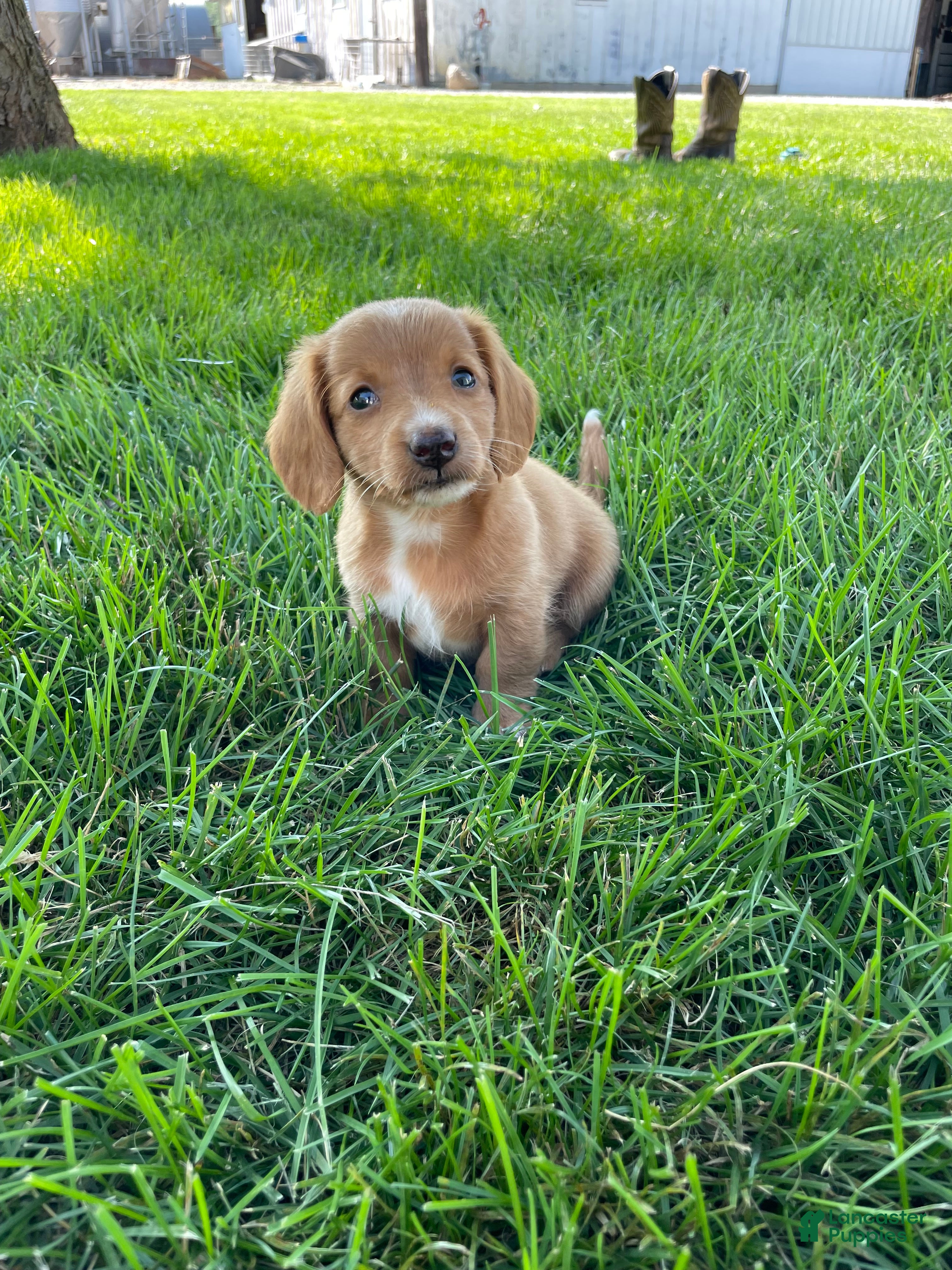 Miniature Dachshund dogs Ella - Ad 1