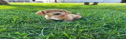 Miniature Dachshund dogs for sale: Ella - Ad 1