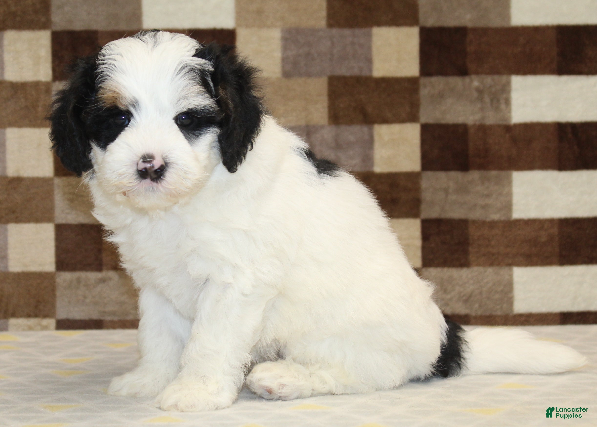 Mini Bernedoodle dogs Rosco - Ad 8