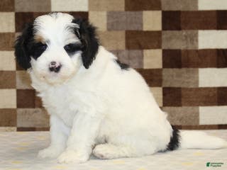 Mini Bernedoodle dogs Rosco - Ad 42