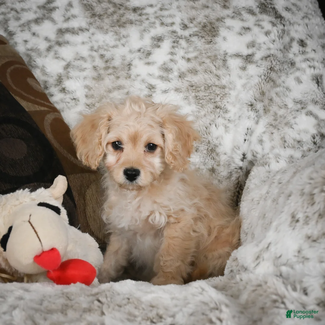 Cavapoo dogs for sale: Sammy - Ad 3