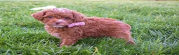 Miniature Poodle dogs for sale: Dahlia 🐶 - Ad 5