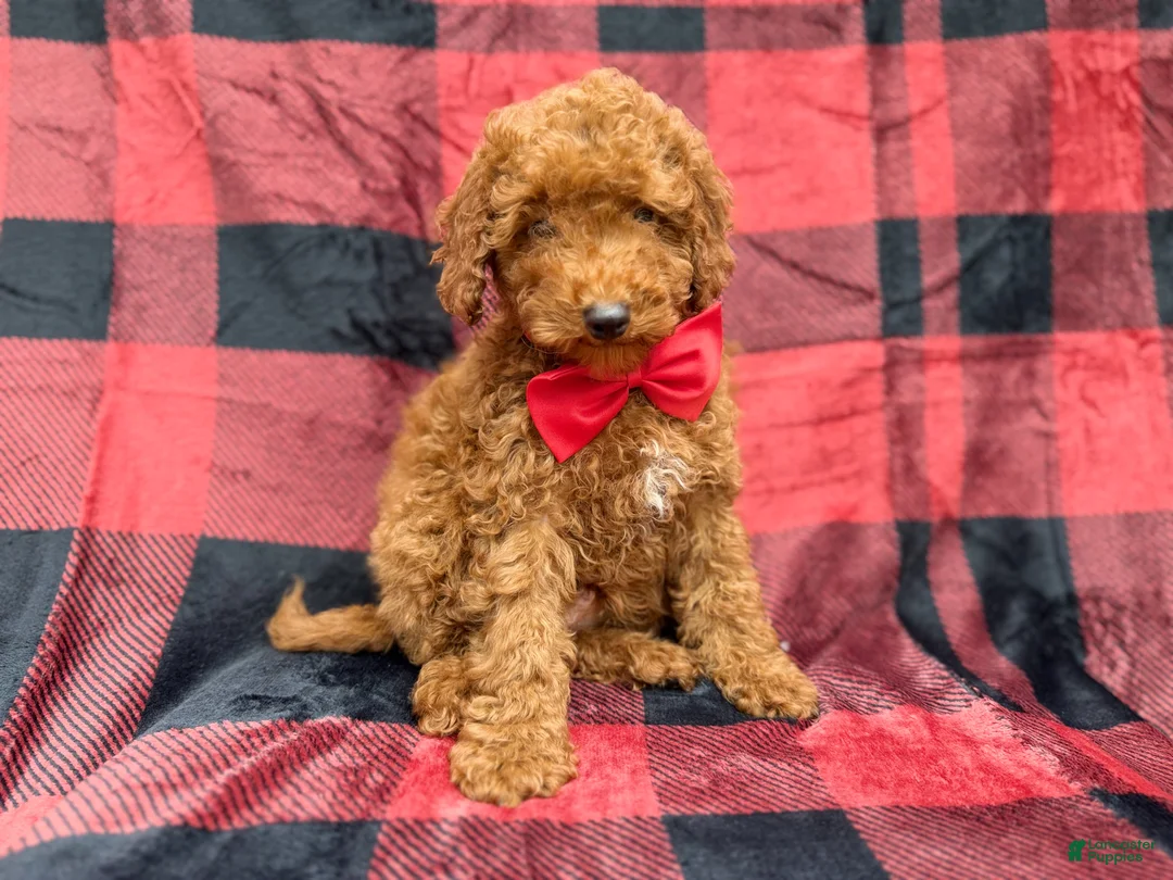 Miniature Poodle dogs for sale: Muffin - Ad 8