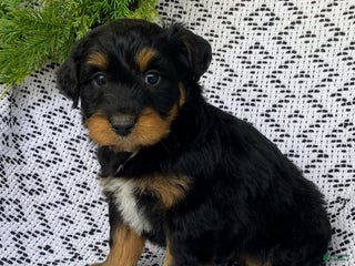 Mini Aussiedoodle dogs - Ad 42