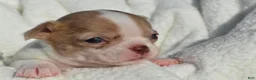 Chihuahua dogs for sale: Bella-Jean  - Ad 14