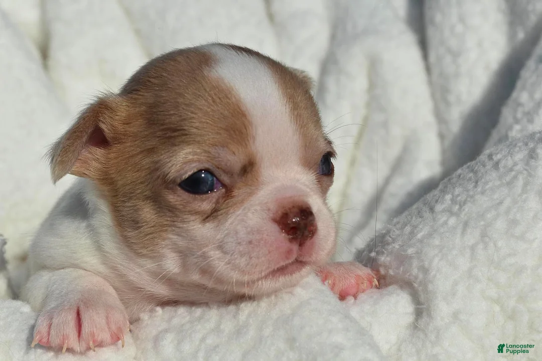 Chihuahua dogs for sale: Bella-Jean  - Ad 14