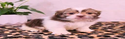 Shih Tzu dogs for sale: Stephanie - Ad 3